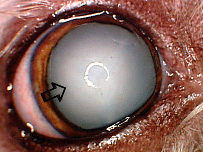 Mature diabetic cataract in a Bichon